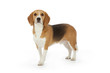 portrait chien Beagle debout portrait chien Beagle debout