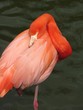 flamant rose