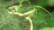 Bird-cherry ermine moths caterpillars weave fishing season