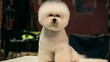 Bichon Frise