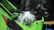 pair of small shaggy dog sitting in a baby carriage