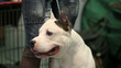 Pit Bull on a leash at the feet of the owner, a close-up