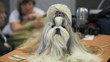 Shaggy lapdog sitting on a table and a little slumber  close-up