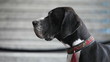 muzzle of a large Great Dane, side view, close-up