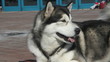 Siberian Husky is looking into the camera, close-up