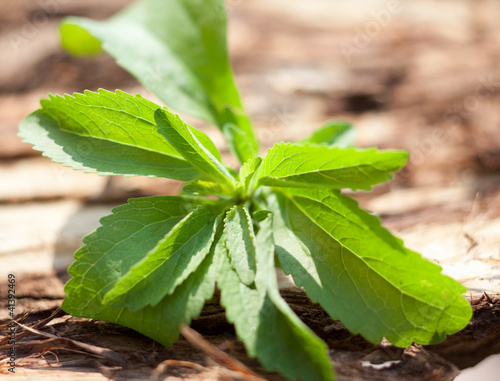 Photo: Stevia Stevia