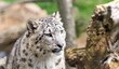 Once (Panthera uncia)