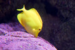 Poisson chirurgien Poisson chirurgien