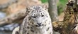 Once (Panthera uncia)