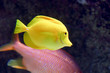 Poisson chirurgien jaune Poisson chirurgien jaune