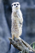Wildlife and Animals - Meerkat Wildlife and Animals - Meerkat