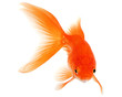 Gold Fish on White Background