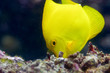 Poisson chirurgien jaune Poisson chirurgien jaune