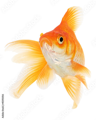 Foto: Goldfish on White Goldfish on White