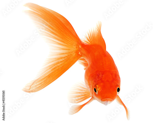 Photo: Gold Fish on White Background Gold Fish on White Background