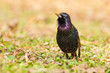 Starling