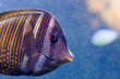 Poisson tropical Poisson tropical