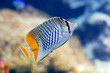 Poisson tropical orange Poisson tropical orange