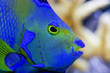 Poisson tropical bleu Poisson tropical bleu