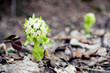 Primrose