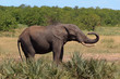 Elefant