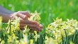 Yellow narcissus flowers caressed by woman hand, closeup view