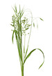 bouquet de brins d'herbe
