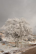 árbol nevado