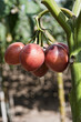 tamarillo plant