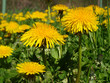 dandelion