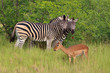 Zebras