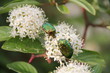 Cétoine dorée