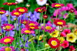 Chrysanthemen