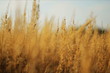 Gold Field NTSC