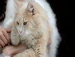 Fat Cat HD