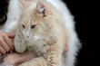 Video: Fat Cat NTSC Fat Cat NTSC