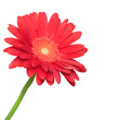 Red flower on white background