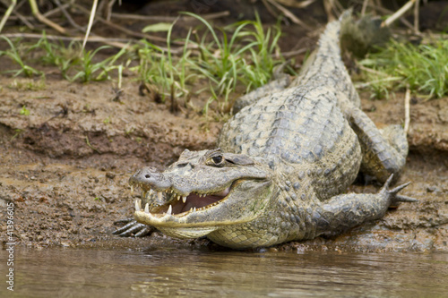 Photo: Cayman (Caiman crocodilus fuscus) Cayman (Caiman crocodilus fuscus)