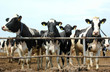 Cows on the farm on a sunny day