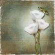 Vintage background with  roses
