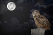 Gufo di notte