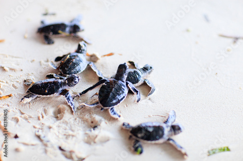 Photo: Baby green turtles Baby green turtles
