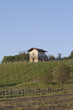 vineyard and rural building