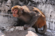 Curious monkey Curious monkey