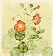 Vektor: Greeting card with nasturtium. Illustration nasturtium. Greeting card with nasturtium. Illustration nasturtium.