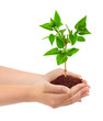 canvas print picture - Hands and plant
