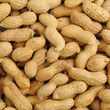 groundnut