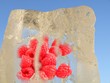 Himbeeren im Eis