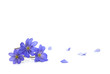 Spring flowers