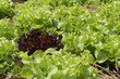 Vegetable plots